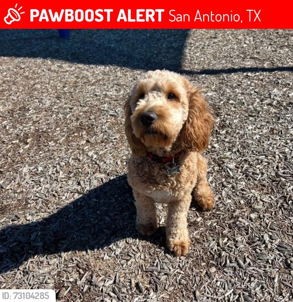 Lost Male Dog last seen Brookmill Subdivision (Pool), San Antonio, TX 78245