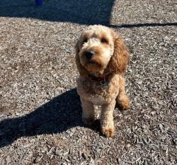 Lost Male Dog last seen Brookmill Subdivision (Pool), San Antonio, TX 78245