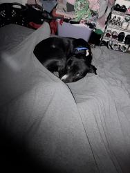 Lost Male Dog last seen County road 249, Caldwell, TX 77836