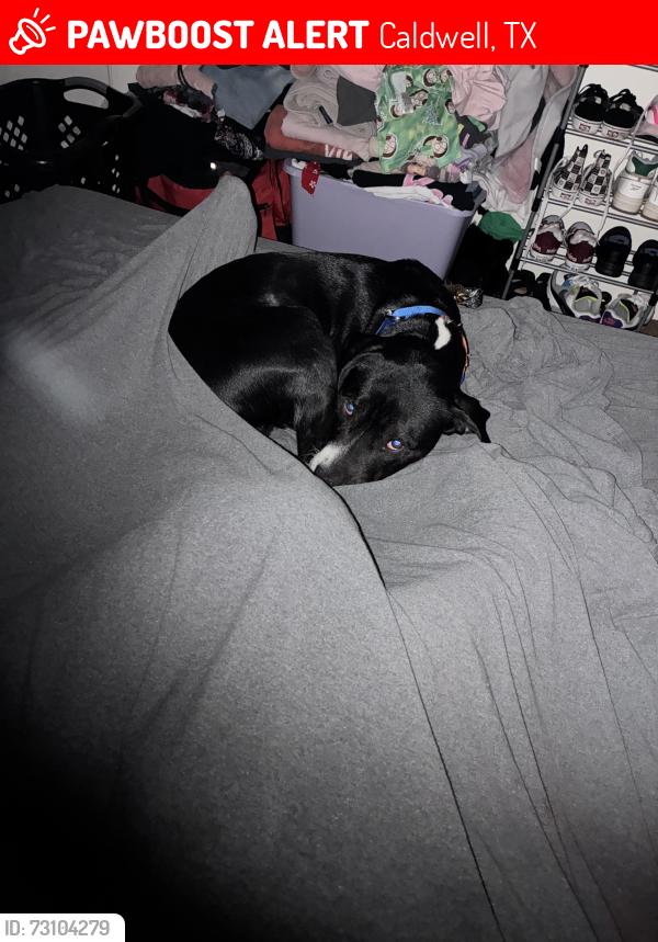 Lost Male Dog last seen County road 249, Caldwell, TX 77836