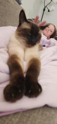 Reunited Male Cat last seen Near 7 11, Spring Valley, CA 91978