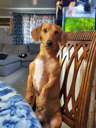 Reunited Male Dog last seen Ohio Ave and Troy St, Aurora, CO 80012