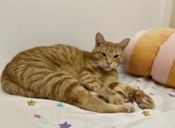 Reunited Male Cat last seen Appaloosa way, Red Lion, PA 17356