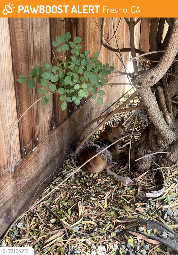 Found/Stray Female Dog last seen N Van Ness & Terrace, Fresno, CA 93704
