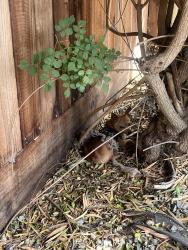 Found/Stray Female Dog last seen N Van Ness & Terrace, Fresno, CA 93704