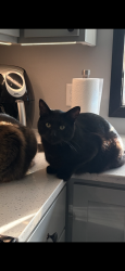 Lost Male Cat last seen Carlson dr north Mankato, North Mankato, MN 56003