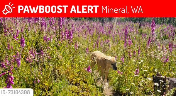 Lost Female Dog last seen Mineral creek rd, Mineral, WA 98355