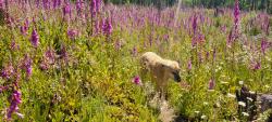 Lost Female Dog last seen Mineral creek rd, Mineral, WA 98355