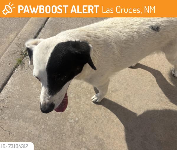 Found/Stray Female Dog last seen Lea Ranch Drive and Parkhill, Las Cruces, NM 88012