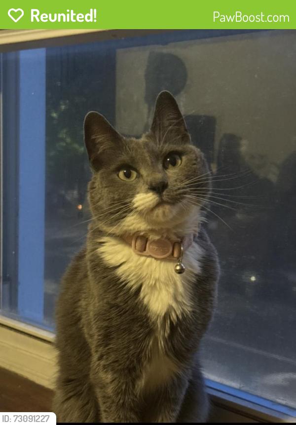 Reunited Female Cat last seen w belle plane ave / north ashland. , Chicago, IL 60613
