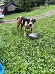 Found/Stray Female Dog last seen Green acres off Martin branch road, Leicester, NC 28748