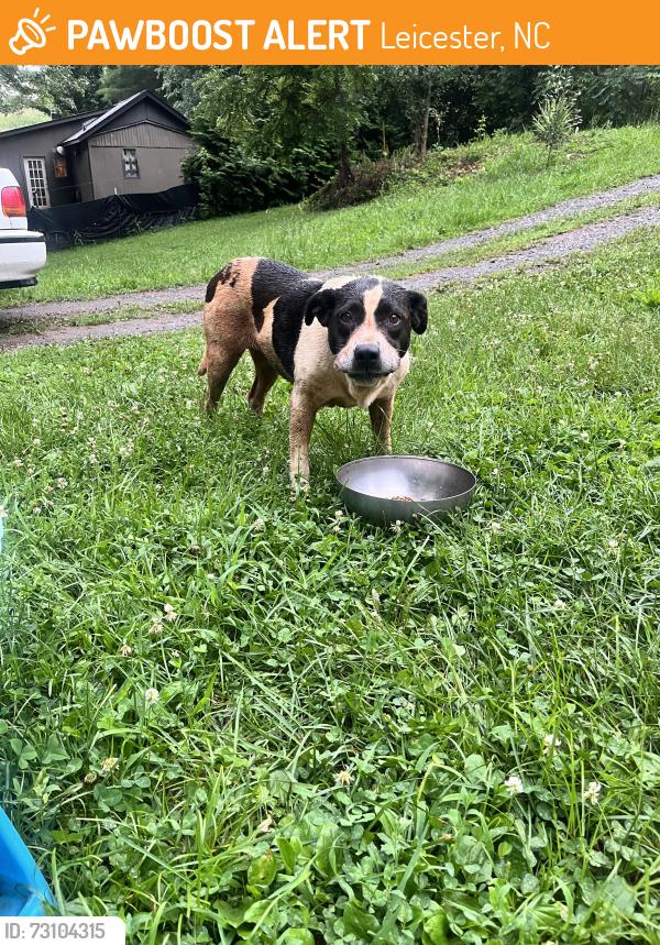 Found/Stray Female Dog last seen Green acres off Martin branch road, Leicester, NC 28748