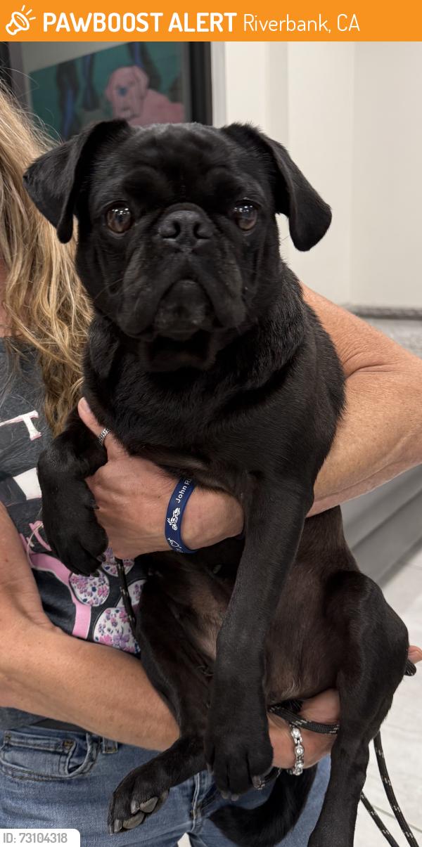 Found/Stray Female Dog last seen Ward/Roselle, Riverbank, CA 95367