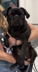Found/Stray Female Dog last seen Ward/Roselle, Riverbank, CA 95367
