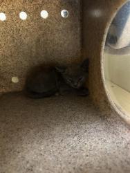 Shelter Stray Female Cat last seen FREEPORT BLVD & MEADOWVIEW RD, 2127 Front St, Sacramento, CA 95818, USA