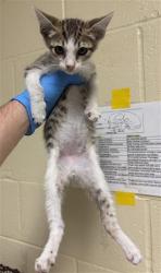 Shelter Stray Male Cat last seen MACK RD & LA MANCHA WAY, 2127 Front St, Sacramento, CA 95818, USA