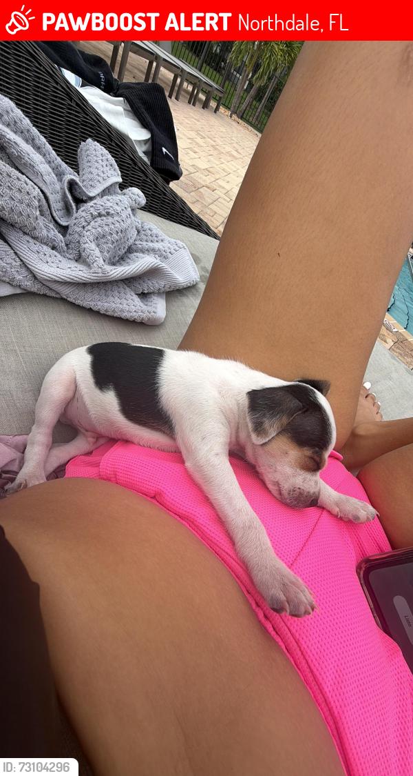 Lost Male Dog last seen El perro estaba alrededor de afuera de mi casa, y me dijeron que unas chicas se lo llevó que pensaba que era un perro de la calle, Northdale, FL 33624