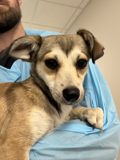 Shelter Stray Female Dog last seen N Shasta Ave & W McKinley Ave, Kerman Zone Fresno CO 1A 93630, CA, 1510 W Dan Ronquillo Dr, Fresno, CA 93706, USA