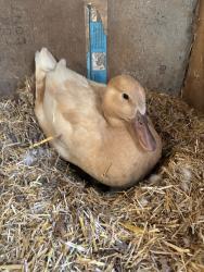 Lost Female Bird last seen Southeast 21st street, Oklahoma City, OK 73129