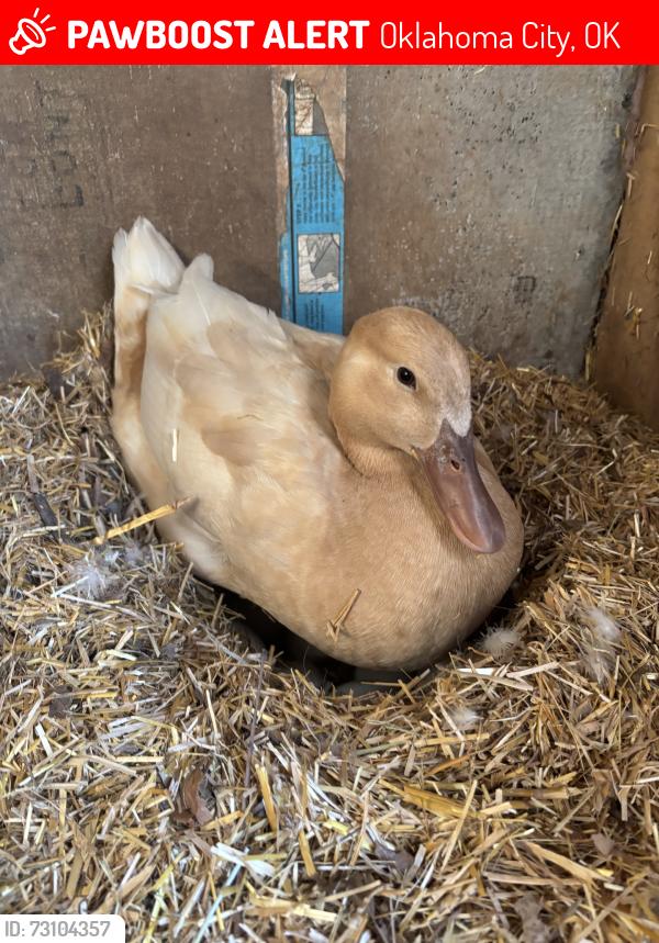 Lost Female Bird last seen Southeast 21st street, Oklahoma City, OK 73129