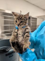 Shelter Stray Female Cat last seen Near Bennett Pl, 21223, MD, 301 Stockholm St, Baltimore, MD 21230, USA