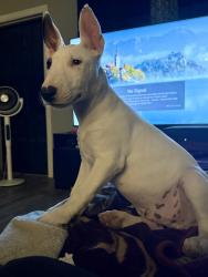 Lost Male Dog last seen Albuquerque around zuni, Albuquerque, NM 87108