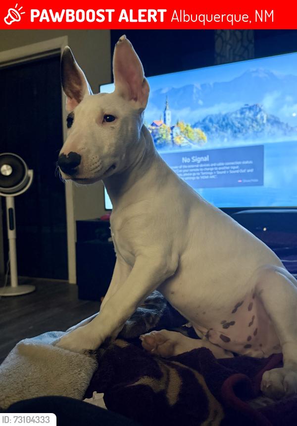 Lost Male Dog last seen Albuquerque around zuni, Albuquerque, NM 87108