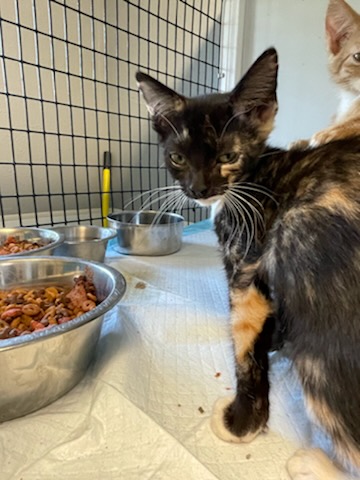 Shelter Stray Female Cat last seen shelter in cage, City of Alvarado, TX, 602 S Pkwy Dr, Alvarado, TX 76009, USA