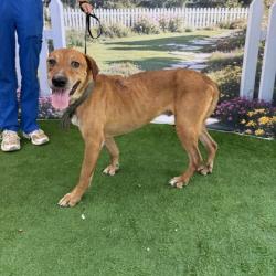 Shelter Stray Male Dog last seen E OSR & FM 2223, Brazos County, TX, 5359 Leonard Rd, Bryan, TX 77807, USA