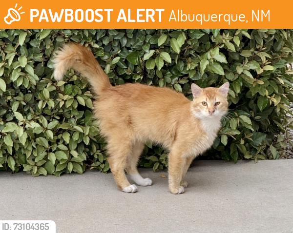 Found/Stray Unknown Cat last seen Kipuka and Silica Ave NW, Albuquerque, NM 87120