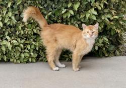 Found/Stray Unknown Cat last seen Kipuka and Silica Ave NW, Albuquerque, NM 87120
