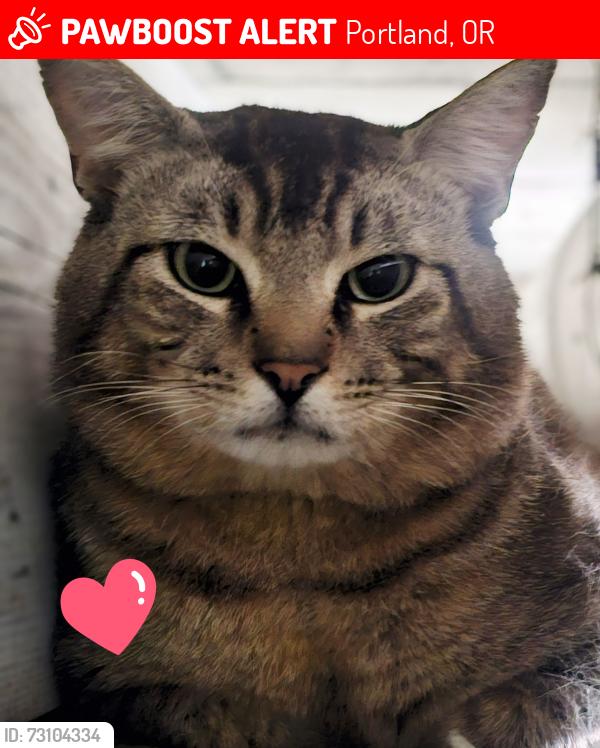 Lost Male Cat last seen North Vancouver and Lombard, Portland, OR 97217