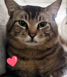 Lost Male Cat last seen North Vancouver and Lombard, Portland, OR 97217