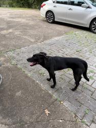 Found/Stray Unknown Dog last seen red bank, Chattanooga, TN 37415