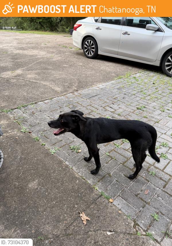 Found/Stray Unknown Dog last seen red bank, Chattanooga, TN 37415