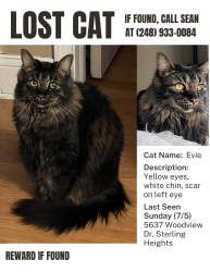 Lost Female Cat last seen Near woodview, Sterling Heights, MI 48314