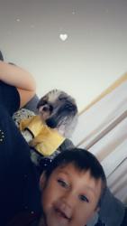 Lost Female Dog last seen Graham dr, Galena Park, TX 77547