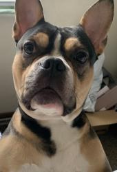 Reunited Female Dog last seen Smiths Rd, Columbus, OH 43206