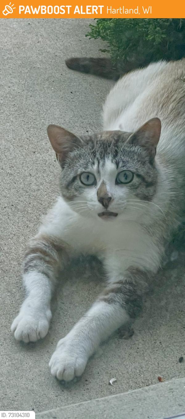 Found/Stray Male Cat last seen Hwy E North Lake, Hartland, WI 53029
