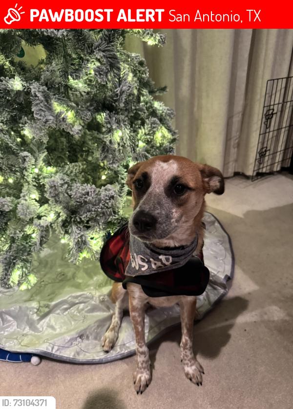 Lost Female Dog last seen Blanco, San Antonio, TX 78258