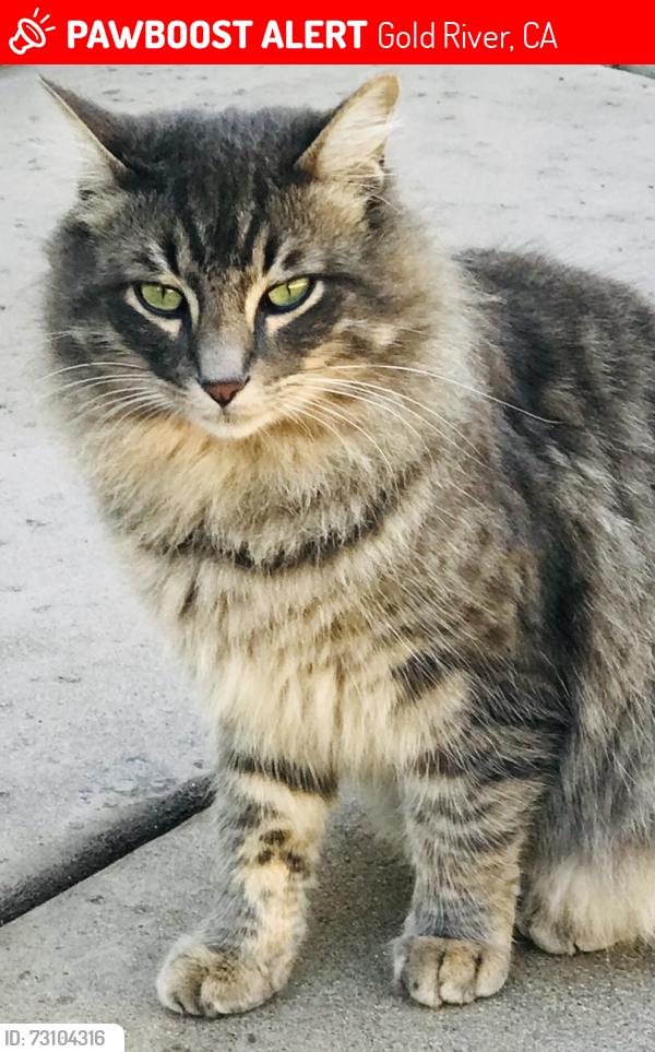 Lost Male Cat last seen Gold River Road, Gold River, CA 95670