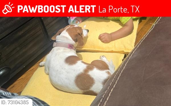 Lost Female Dog last seen Fairfield, La Porte, TX 77571