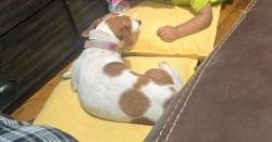 Lost Female Dog last seen Fairfield, La Porte, TX 77571
