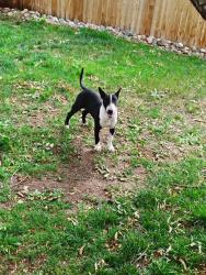 Found/Stray Female Dog last seen Near E Hampden Ave, Aurora, CO 80013, Aurora, CO 80013
