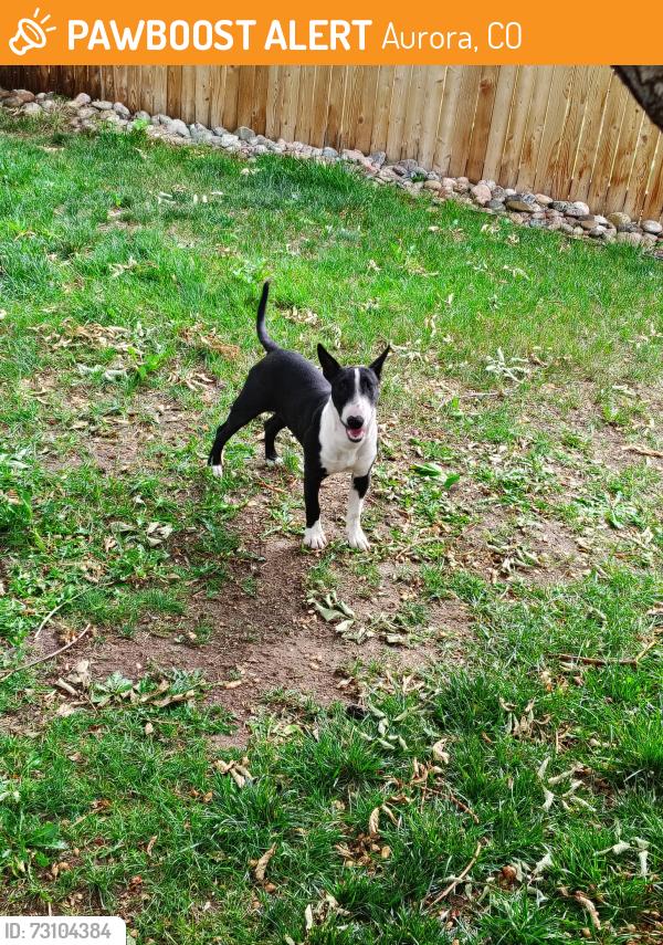 Found/Stray Female Dog last seen Near E Hampden Ave, Aurora, CO 80013, Aurora, CO 80013