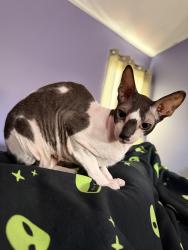 Lost Male Cat last seen Ring Neck Drive and Pheasant Valley Rd, Dayton, OH 45424