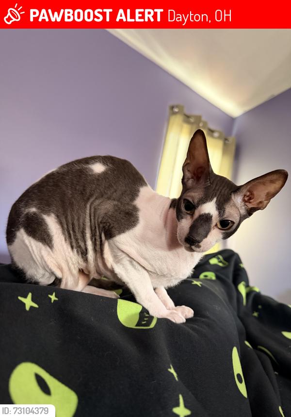 Lost Male Cat last seen Ring Neck Drive and Pheasant Valley Rd, Dayton, OH 45424