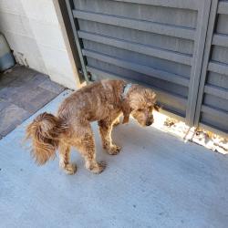 Found/Stray Unknown Dog last seen Washington Ave and Mt Hood St, Las Vegas, NV 89110