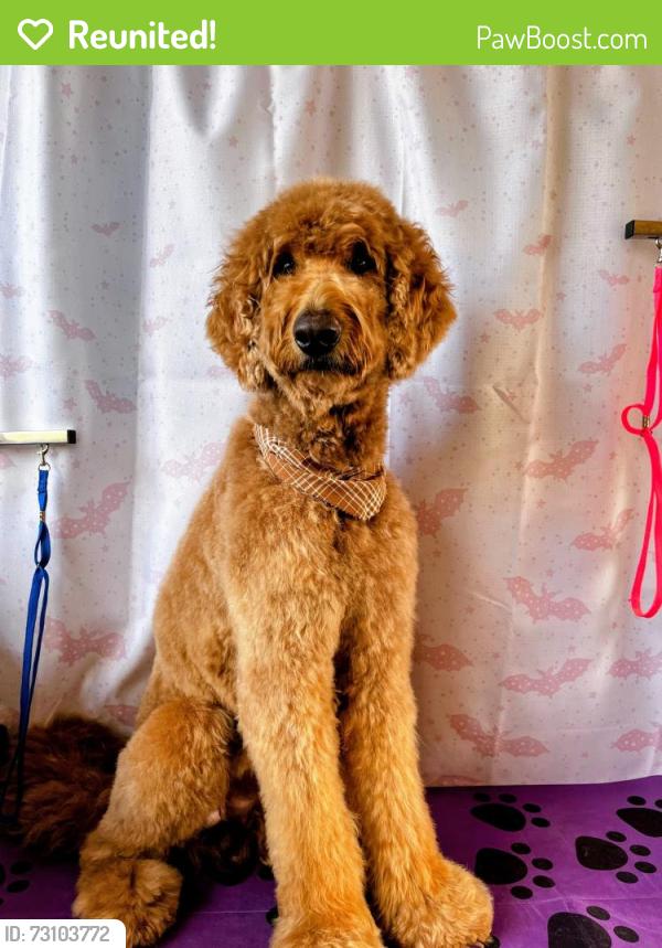Reunited Male Dog last seen Airoso , Port St. Lucie, FL 34983