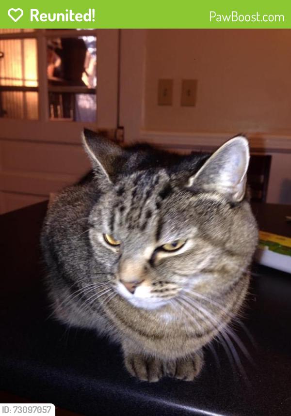 Reunited Male Cat last seen Pleasant st, Worcester, MA 01602